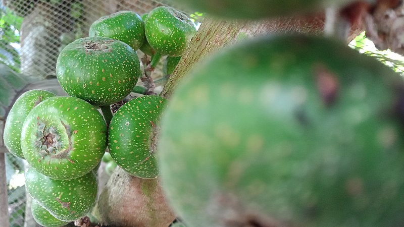 File:A Fig Fruit.jpg