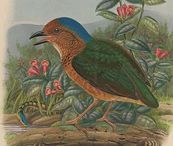 A monograph of the Pittidæ, or family of ant-thrushes (Plate VIII) (8231506185) (cropped).jpg
