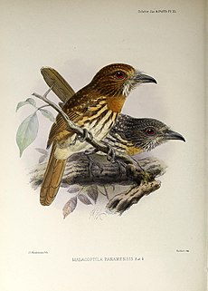 A monograph of the jacamars and puff-birds White-whiskered puffbird A monograph of the jacamars and puff-birds, or families Galbulid and Bucconid (1882) (14771216923).jpg