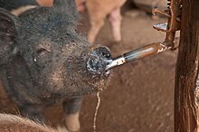 A pig drinking water on a farm. A pig consuming water.jpg