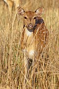 A spotted deer or Chital in Jim Corbett national park looking straight to the camera.jpg