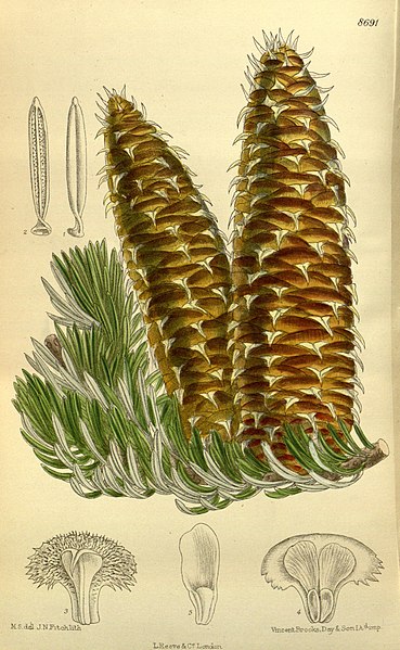 File:Abies cephalonica 142-8691.jpg