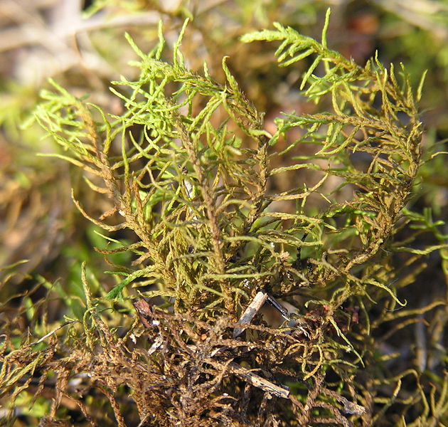 File:Abietinella abietina.jpg