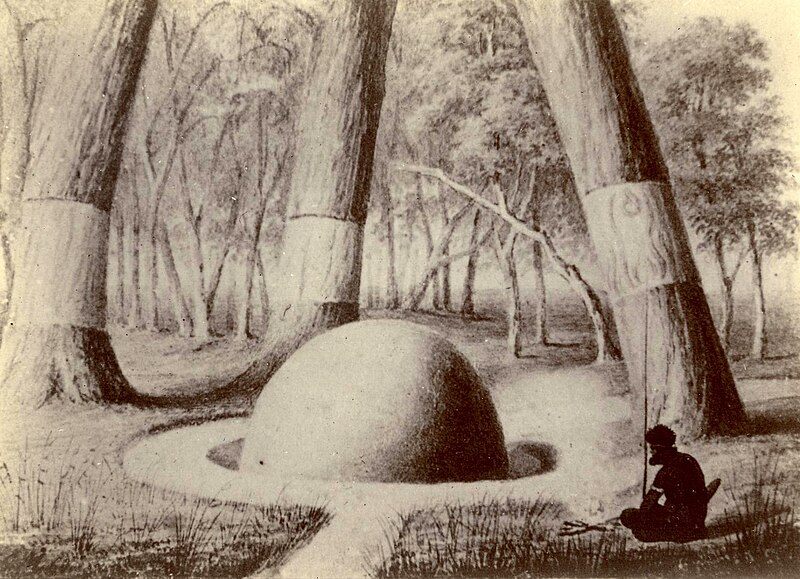 File:Aboriginal burial mound and carved trees, William Blandowski ca. 1856-1857.jpg