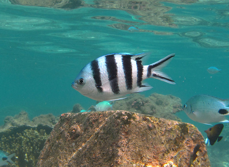 File:Abudefduf sexfasciatus Réunion.jpg