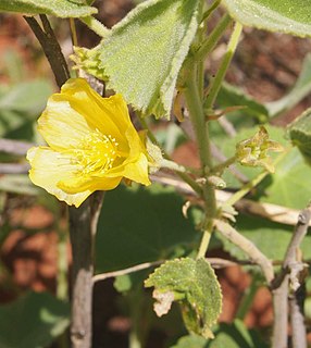 <i>Abutilon otocarpum</i> Species of flowering plant