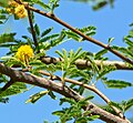 Acacia smallii