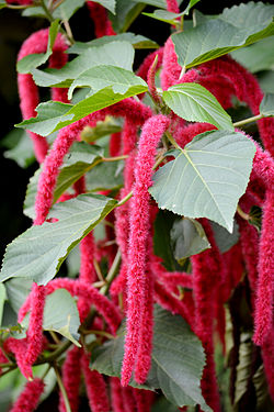 Isokissanhäntä (Acalypha hispida)