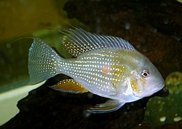 Acarichthys heckelii