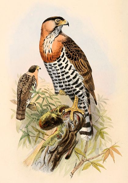 File:Accipiter poliogaster 1861.jpg