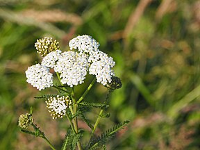 Achillea millefolium Flower France - 28-06-2018 Visite Grande Synthe