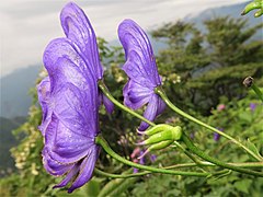 花柄は無毛。上萼片は僧帽形または円筒状僧帽形になり、外面は無毛で、前方の嘴は短くとがる。