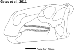 Representación del cráneo de Acristavus