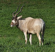 Addax nasomaculatus (Addax)