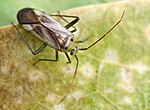 Vignette pour Adelphocoris lineolatus