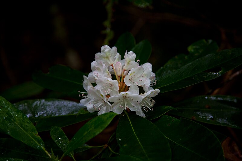 File:After-spring-rain-wildflower - West Virginia - ForestWander.jpg