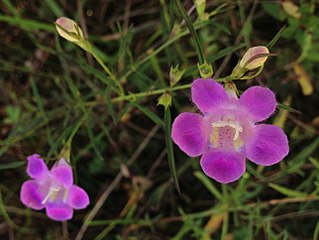 <i>Agalinis purpurea</i> Species of flowering plant