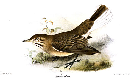 Agriornis albicauda