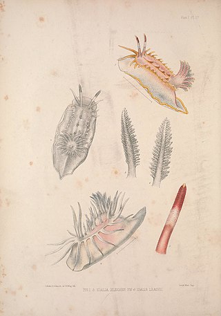 <i>Okenia leachii</i> Species of gastropod