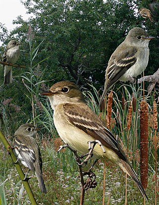 <i>Empidonax</i> Genus of birds