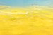 Alfombra de algas amarillas, parque nacional Ras Muhammad, Egipto, 2022-03-27, DD 42.jpg