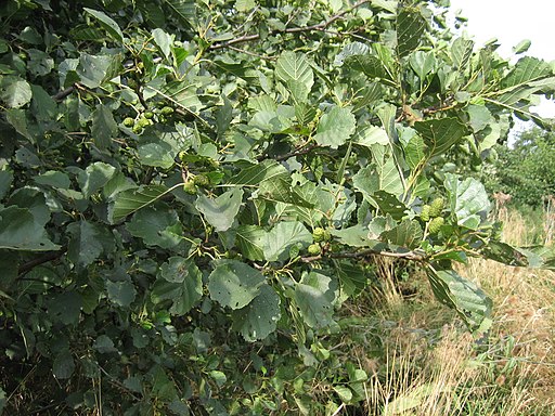 Alnus glutinosa