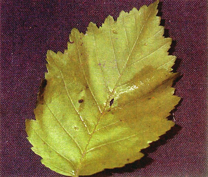 File:Alnus incana tenuifolia leaf.jpg