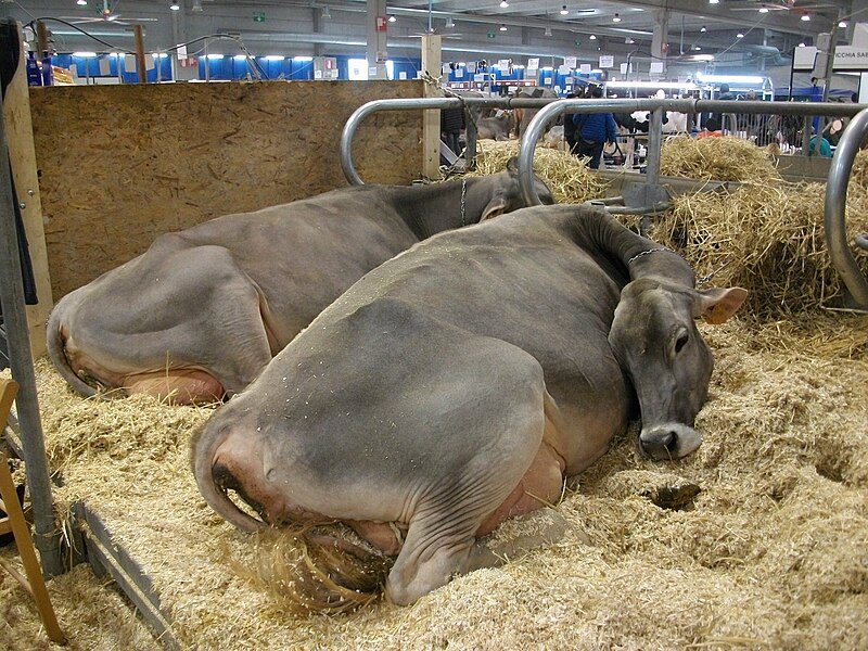 File:Alpine brown cattle - CO2v01-22459173.jpg