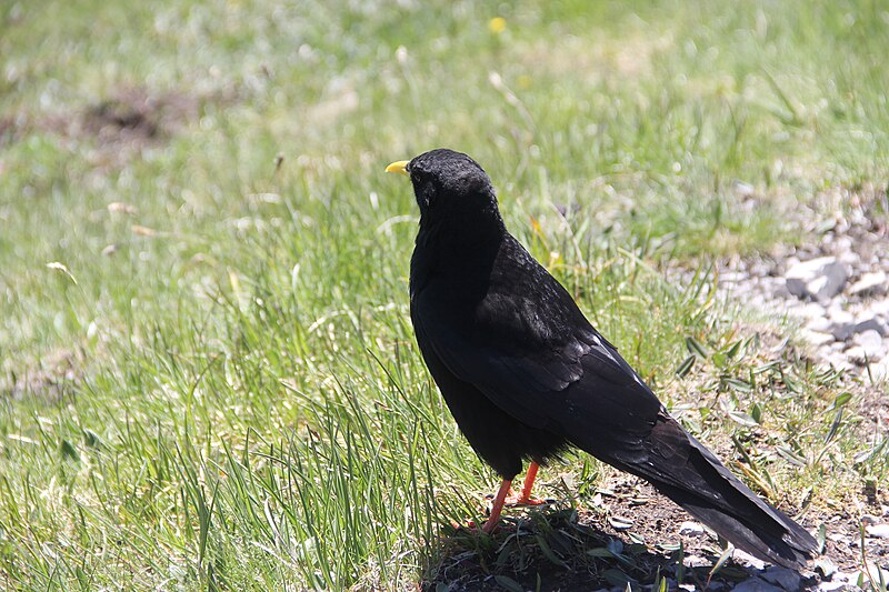 File:Alpine chough - Pyrrhocorax graculus (14301825840).jpg