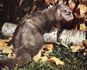 300px-AmericanMink.jpg