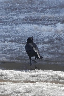 American Crow (Corvus brachyrhynchos)