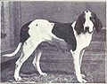 American foxhound, 1915