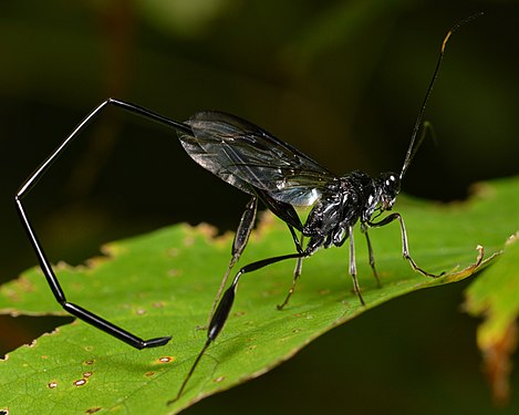 American Pelecinid Wasp (Pelecinus polyturator)