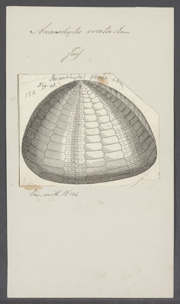 File:Ananchytes ovata - - Print - Iconographia Zoologica - Special Collections University of Amsterdam - UBAINV0274 106 03 0002.tif