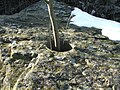 Enclos à moutons (Crook, Lake District) : en grandissant, l'arbre fissurera le rocher.