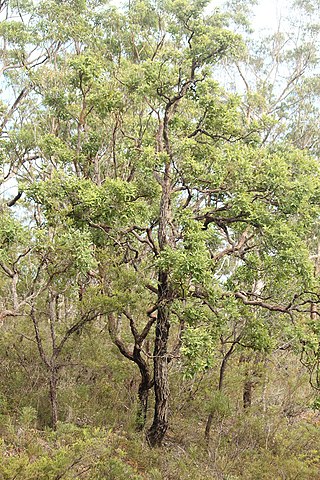 <i>Angophora robur</i> Species of tree