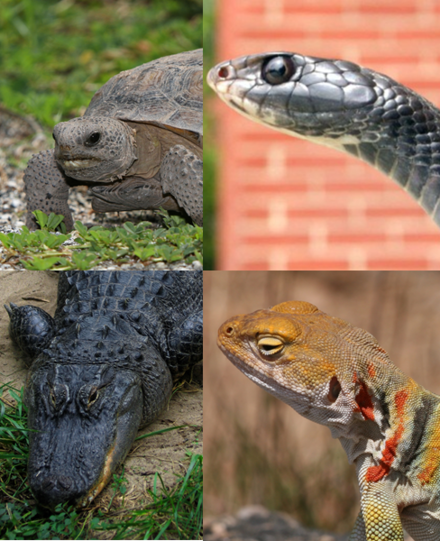 Turtles, snakes, lizards, and crocodilians are all represented as U.S. state reptiles.