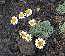 Anthemis aetnensis refuge sapienza.jpg