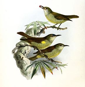 Kuvan kuvaus Anthreptes simplex Keulemans.jpg.