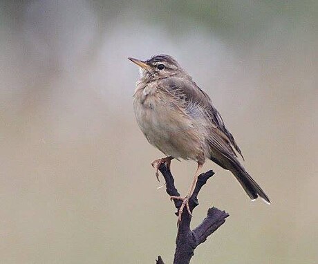 Anthus nyassae