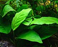 Anubias barteri var. glabra