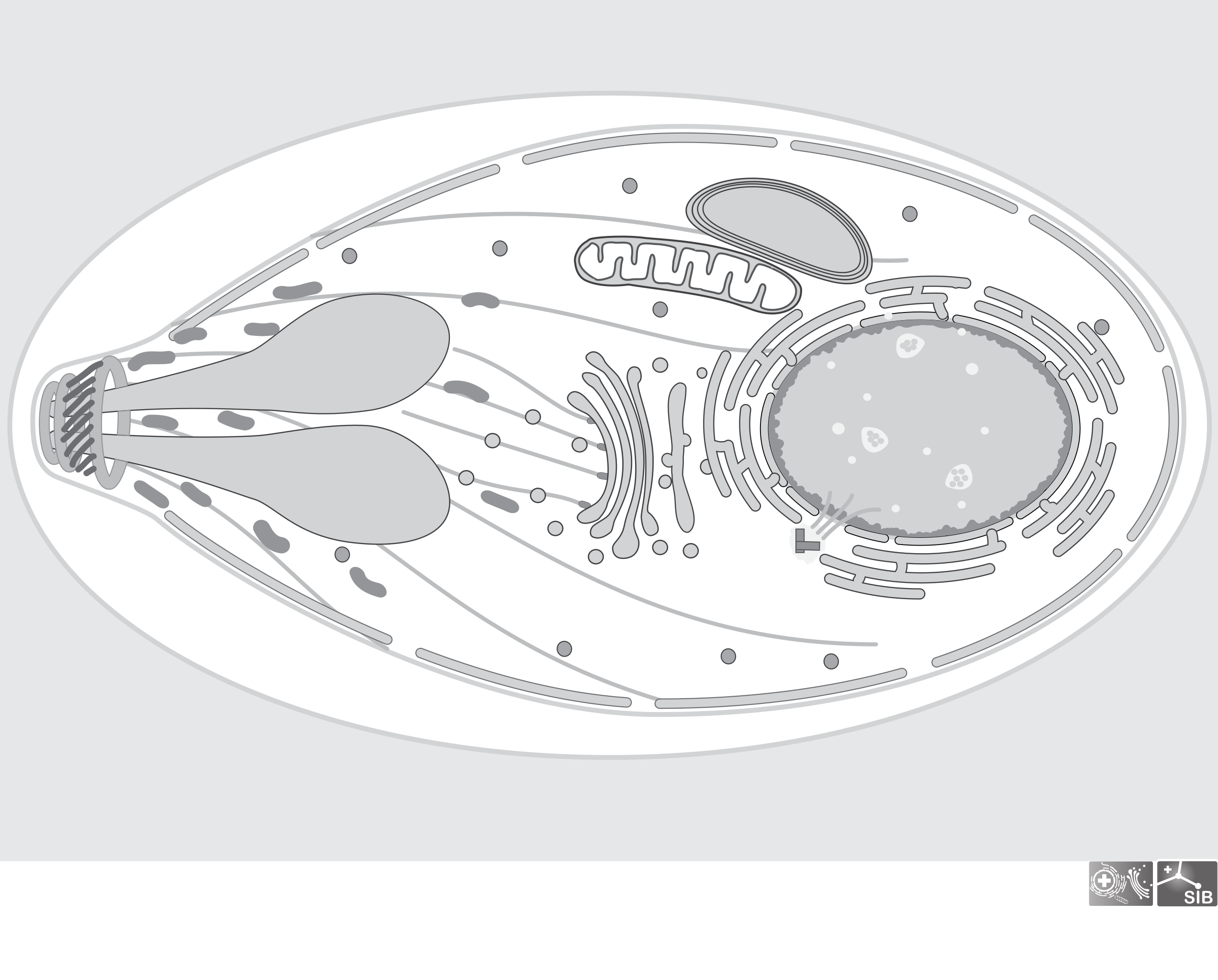 apicomplexa