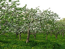 Apple orchard Moscow State University 05.JPG