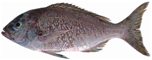 Apsilus dentatus - roti manis.0010676.g081.png