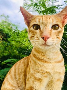 Red tabby Arabian Mau close-up Arabian Mau pose.jpg