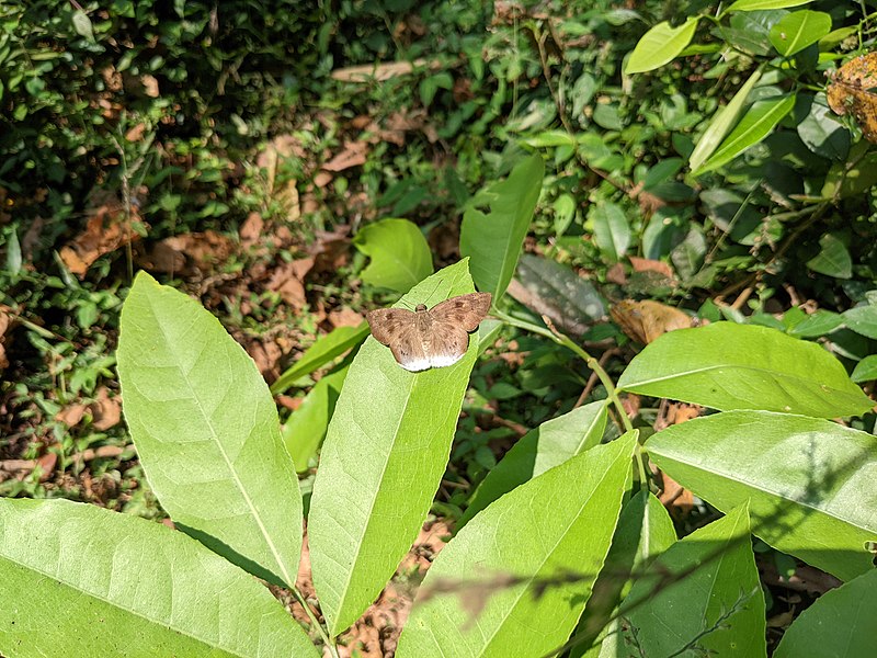 File:Aralam Wildlife Sanctuary during Annual Butterfly Survey 2022 (150).jpg