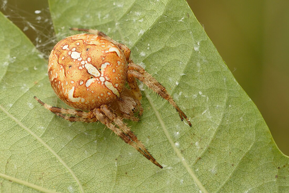 Araneus diadematus