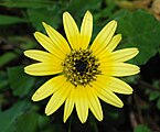 Arctotheca calendula (Asteraceae) Capeweed