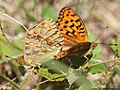 Argynnis adippe (Denis & Schiffermüller, 1775)