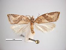 Argyrotaenia franciscana male.jpg